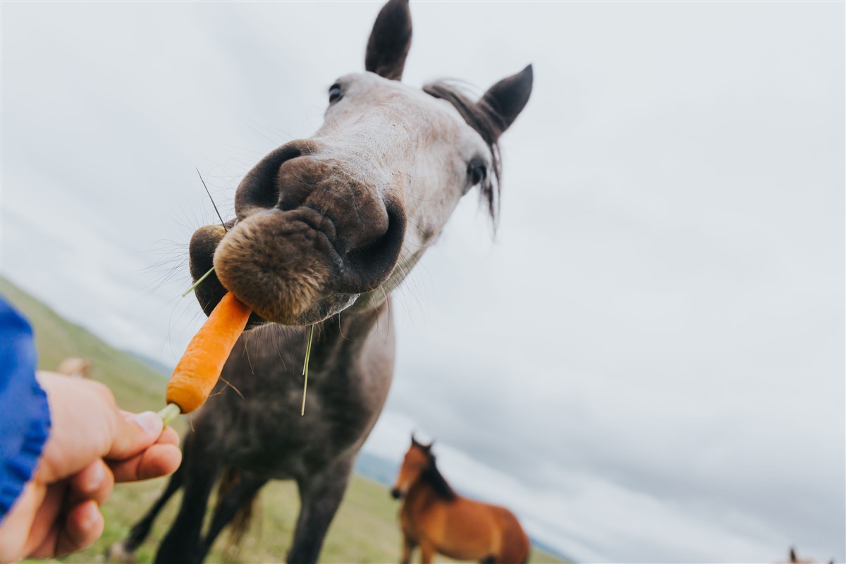 Chevaux et mastication