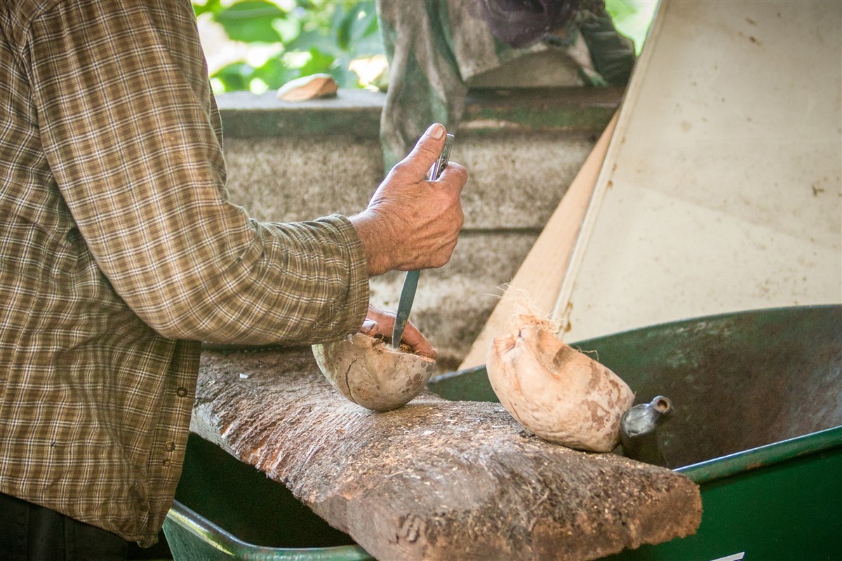 ouvrir une noix de coco