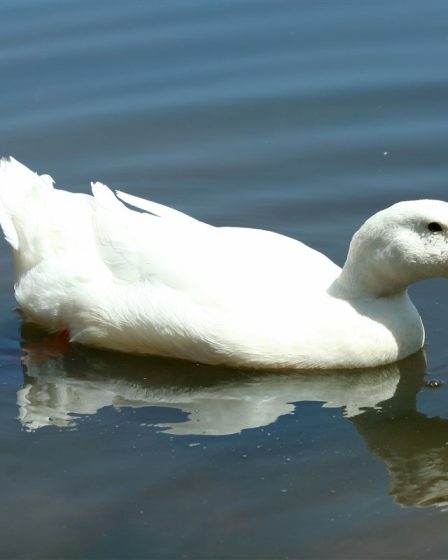 petit étang domestique adapté aux canards