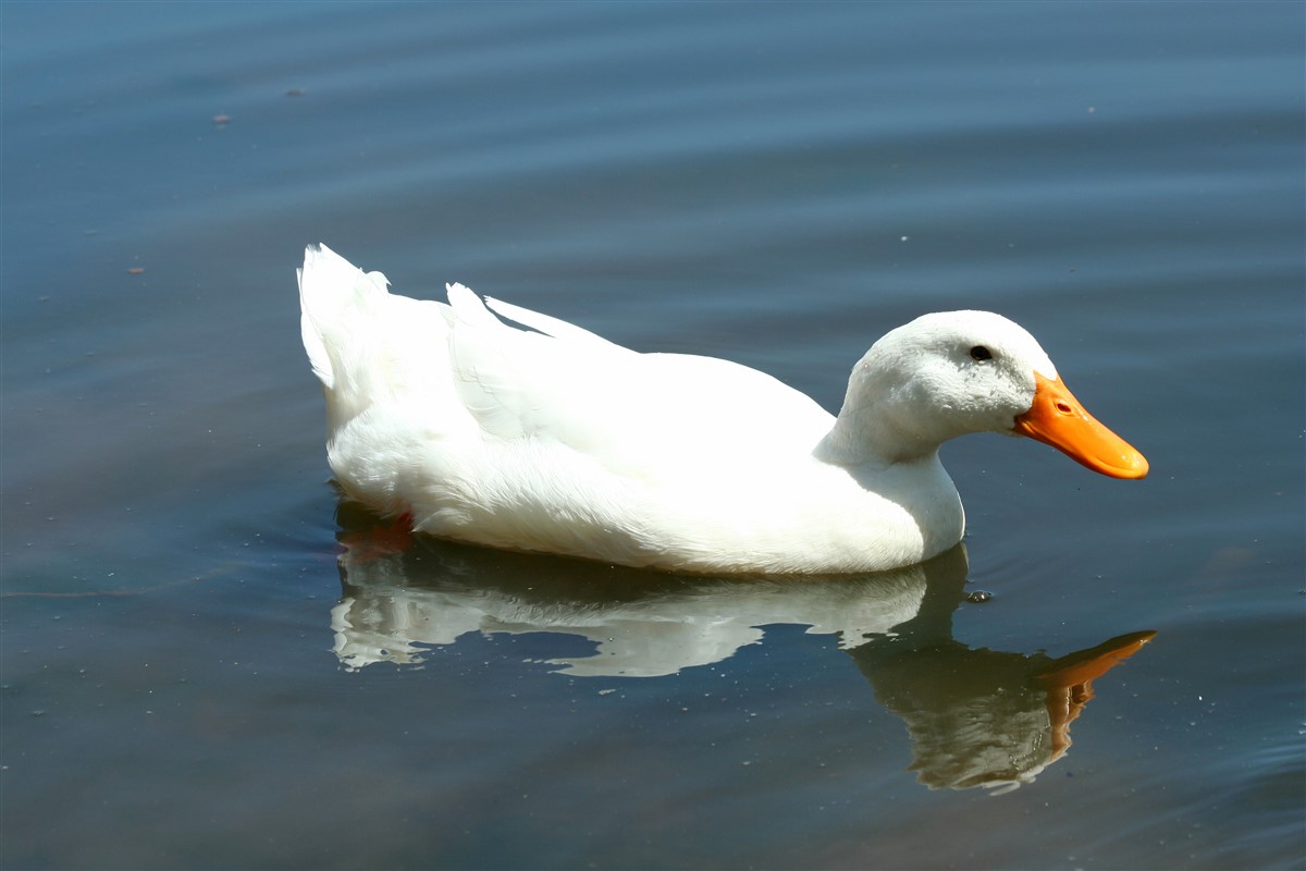 petit étang domestique adapté aux canards