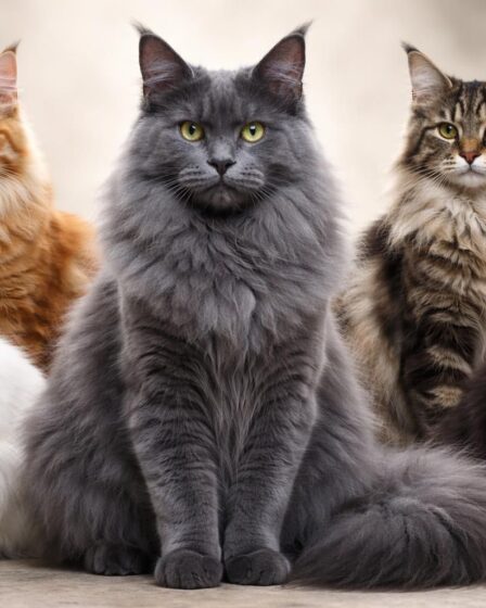 découvrez les caractéristiques uniques du maine coon gris bleu et comment il se distingue des autres variétés de maine coon, ainsi que leurs différences en apparence et tempérament.