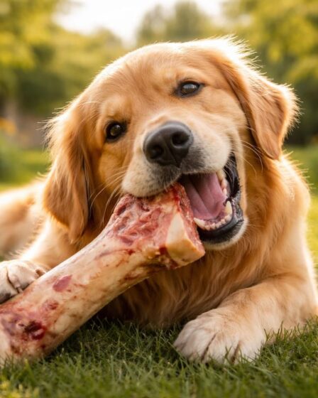 découvrez les bienfaits et les risques des os à moelle pour la santé de votre chien, ainsi que des conseils pour une alimentation saine et équilibrée.